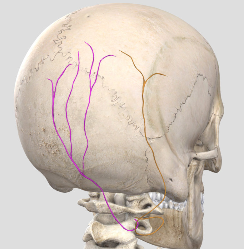 34 Best Occipital Neuralgia Images Occipital Neuralgia Neuralgia ...