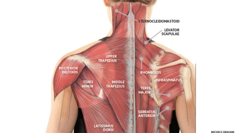 This Is Why Improving The Neck Muscles Will Help You With Neck Pain   Muscles 768x432 